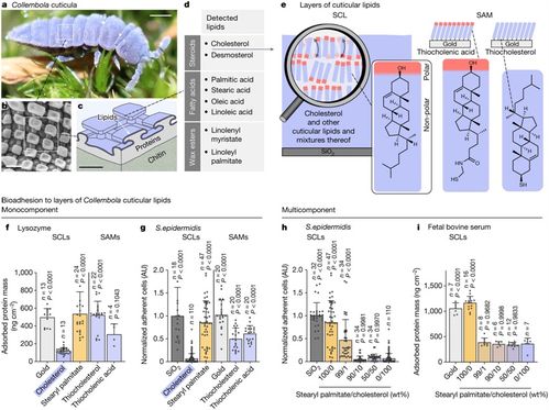 Nature 新研究发现含胆固醇的表面极大地减少蛋白和细菌的附着